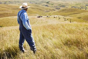A person in overalls and a hat standing in a grassy field looking at cattle in the distance